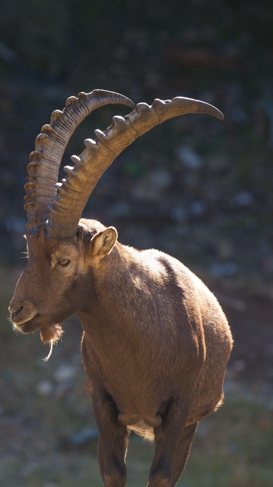 938x1668 Download Wallpaper 938x1668 Mountain Goat, Horn, Alps Iphone 8 7