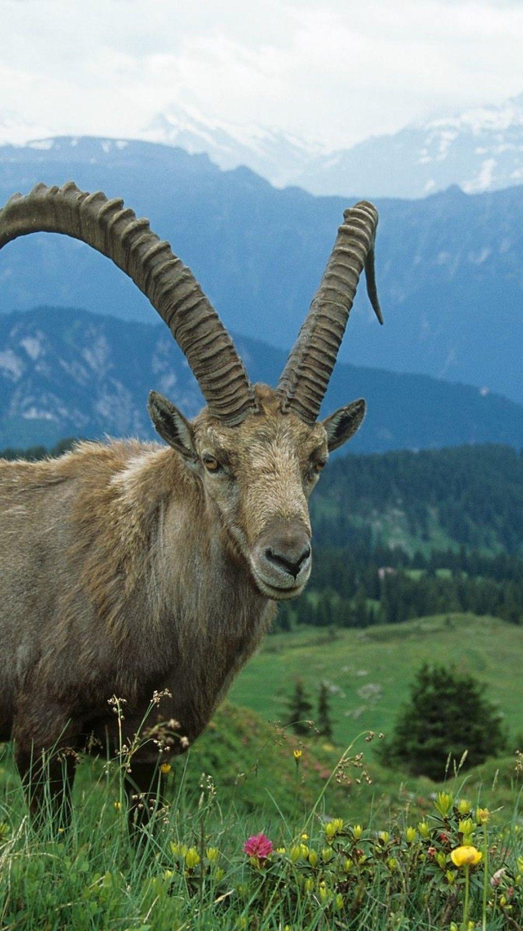 1080x1920 Mountain Goat HD Wallpaper iPhone 6 / 6S Plus Wallpaper