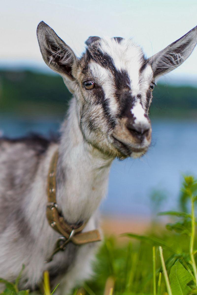 800x1200 Download wallpaper 800x1200 goat, animal, cute, eyes, grass iphone