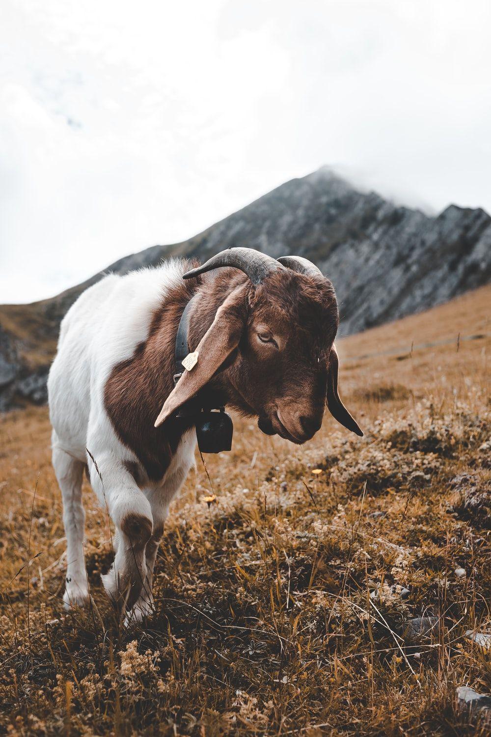 1000x1500 Goat Image. Download Free Picture