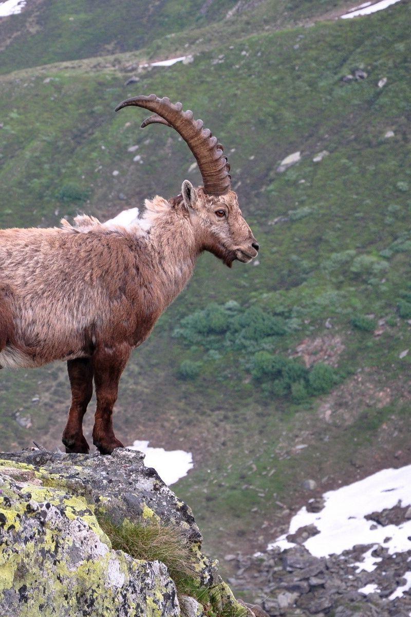 800x1200 Download Wallpaper 800x1200 Mountain Goat, Rock, Horns Iphone 4s 4