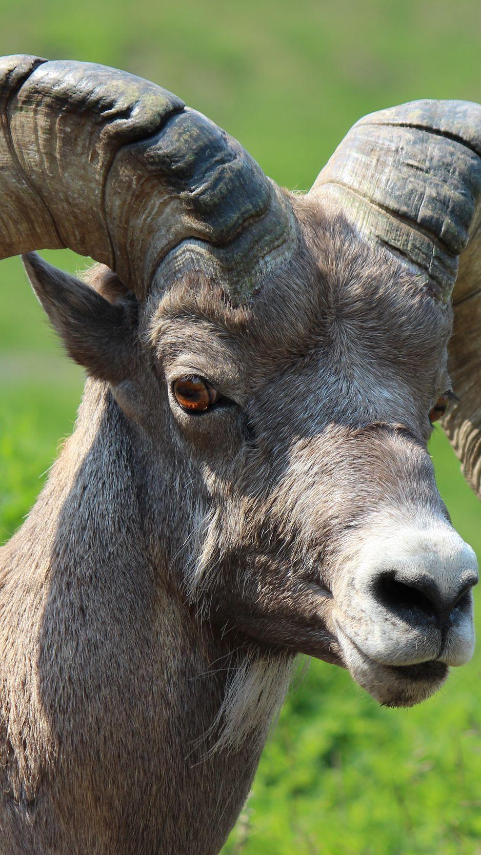938x1668 Download Wallpaper 938x1668 Goat, Horns, Muzzle Iphone 8 7 6s 6