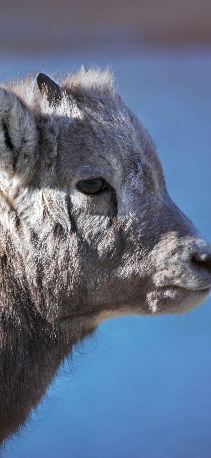 828x1792 Goat Cub, Fluffy 1125x2436 IPhone 11 Pro XS X Wallpaper