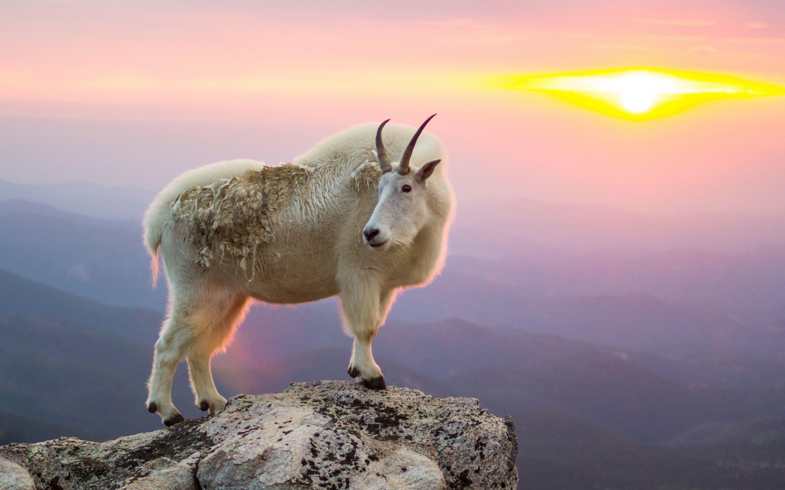 Goat 4k Ultra HD Wallpaper