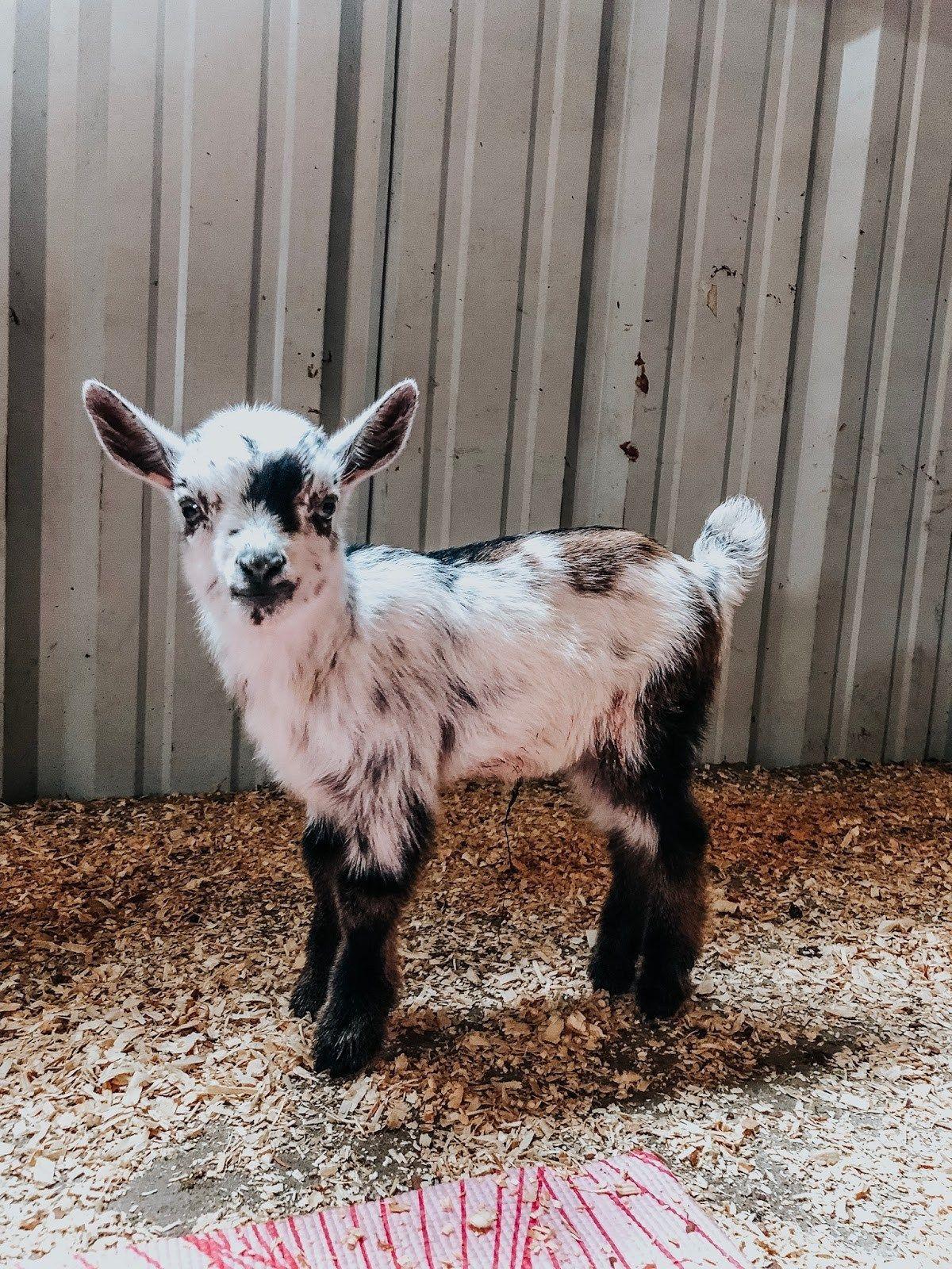 1200x1600 Why You Should Absolutely Try Goat Yoga at least once. Baby farm