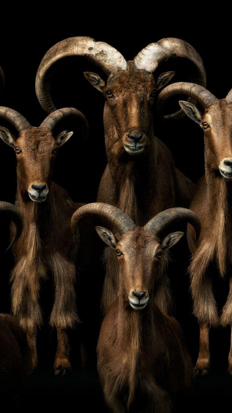 750x1334 Many Goats, Black Background 750x1334 IPhone 8 7 6 6S Wallpaper
