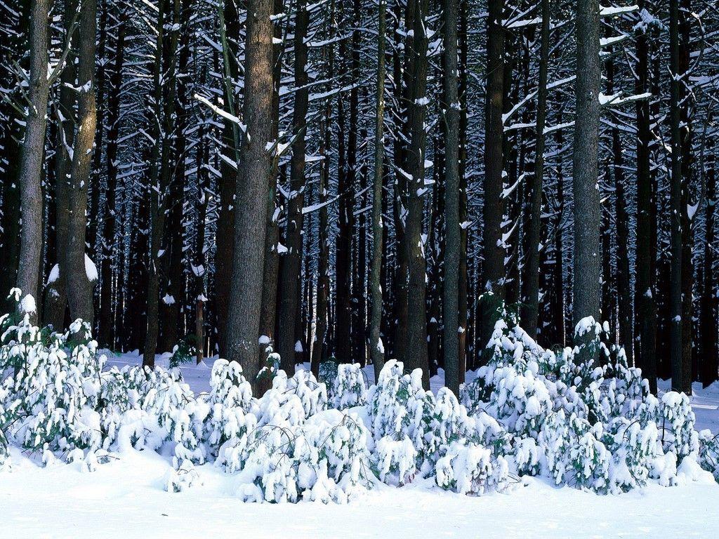 1024x768 eastern white pine trees, pocono mountains, pennsylvania. Winter