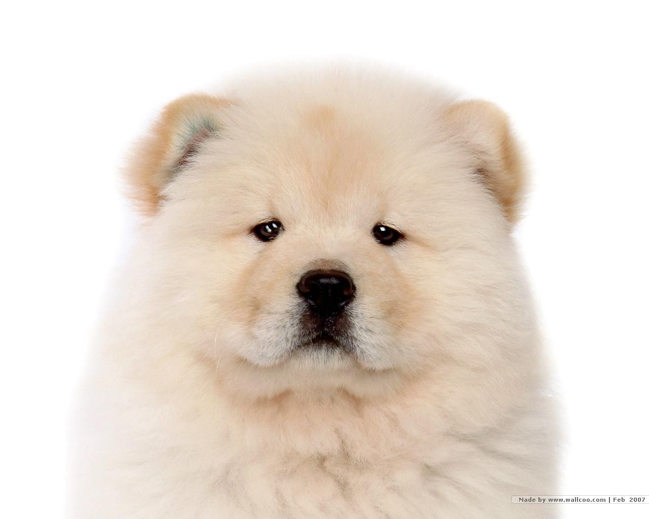 1280x1024 Chow Chow Wallpaper FREE Picture