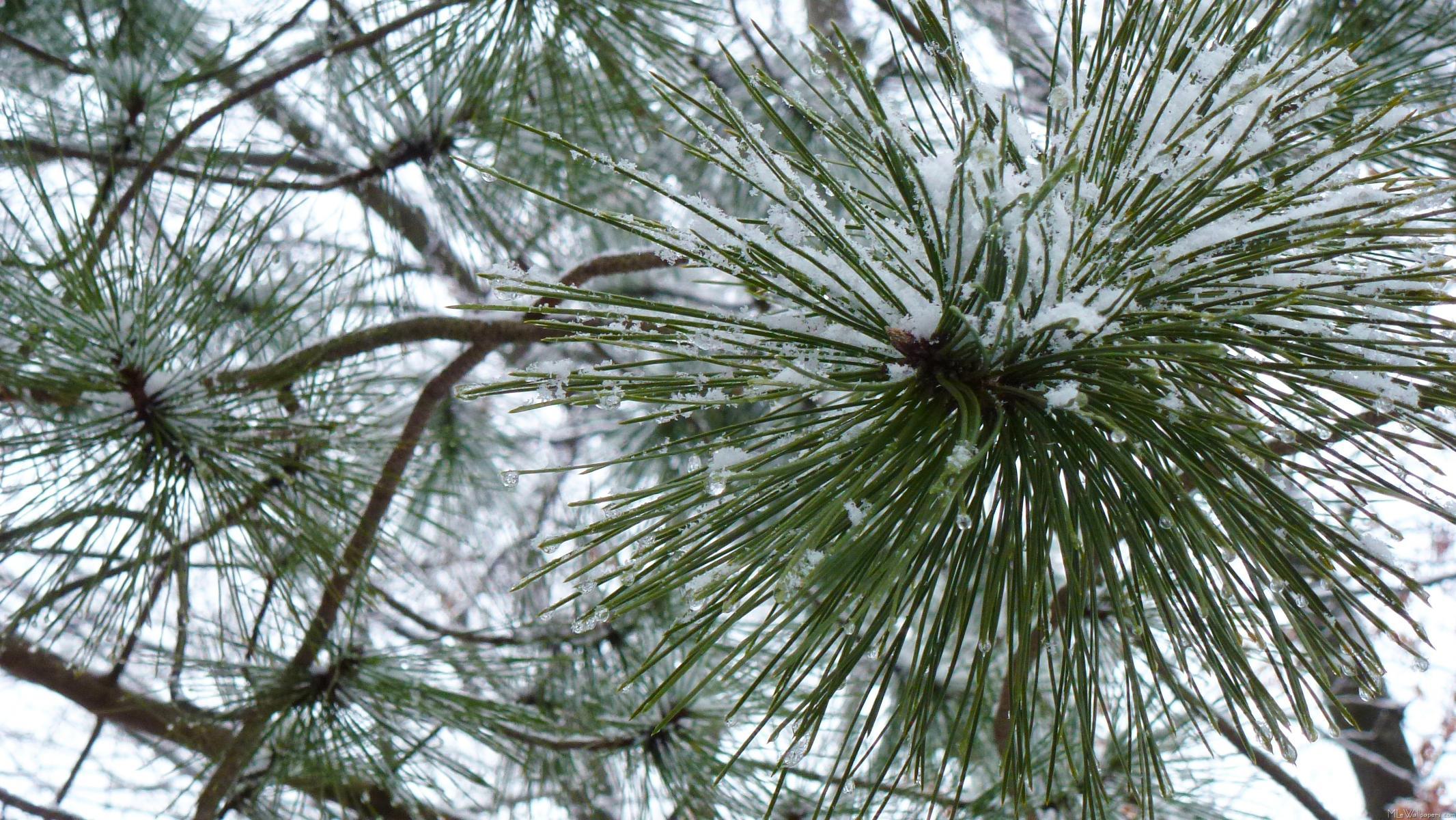 2132x1200 MLeWallpaper.com Pine Needles