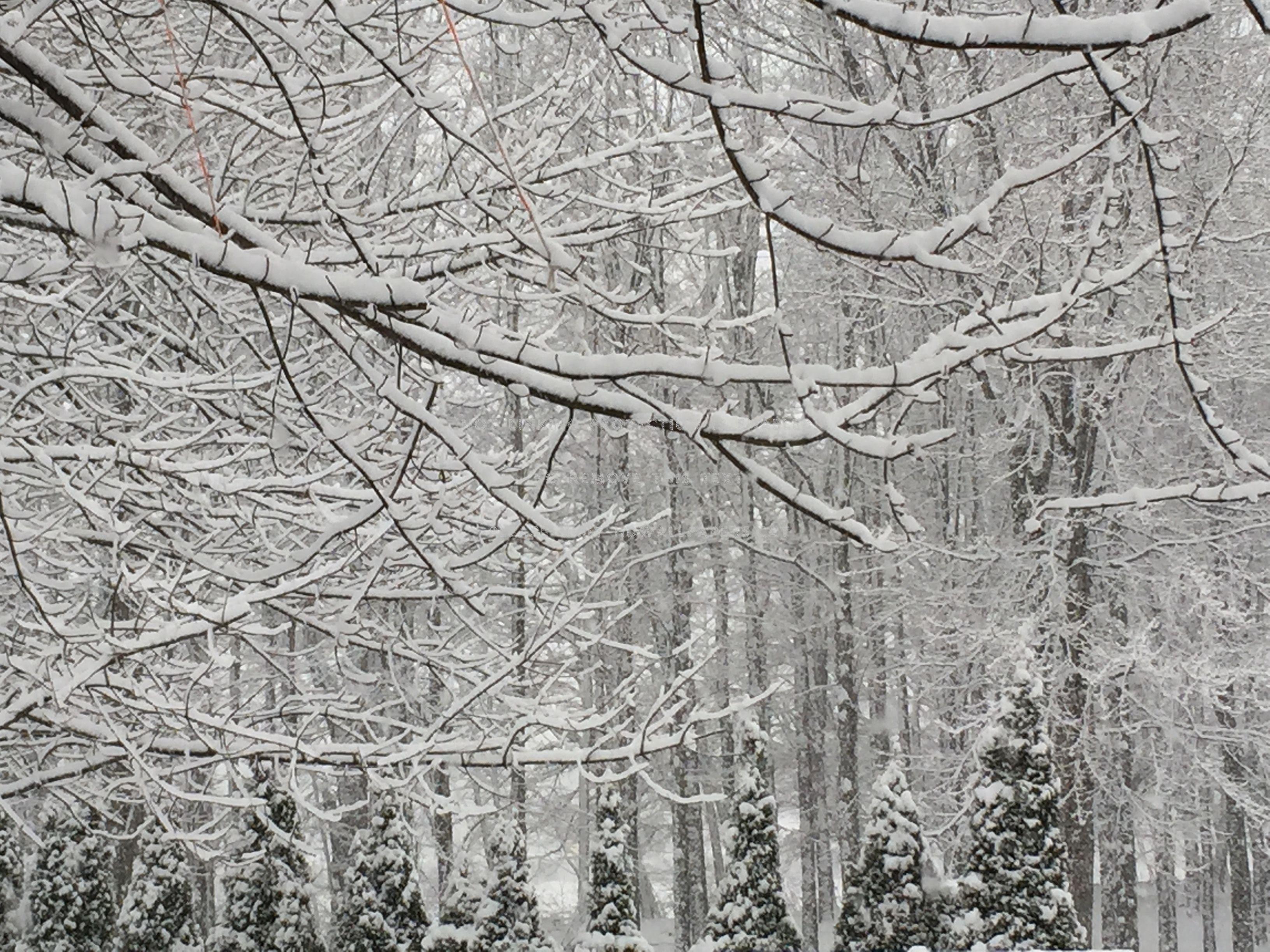 3264x2448 springtime pennsylvania winter trees nature
