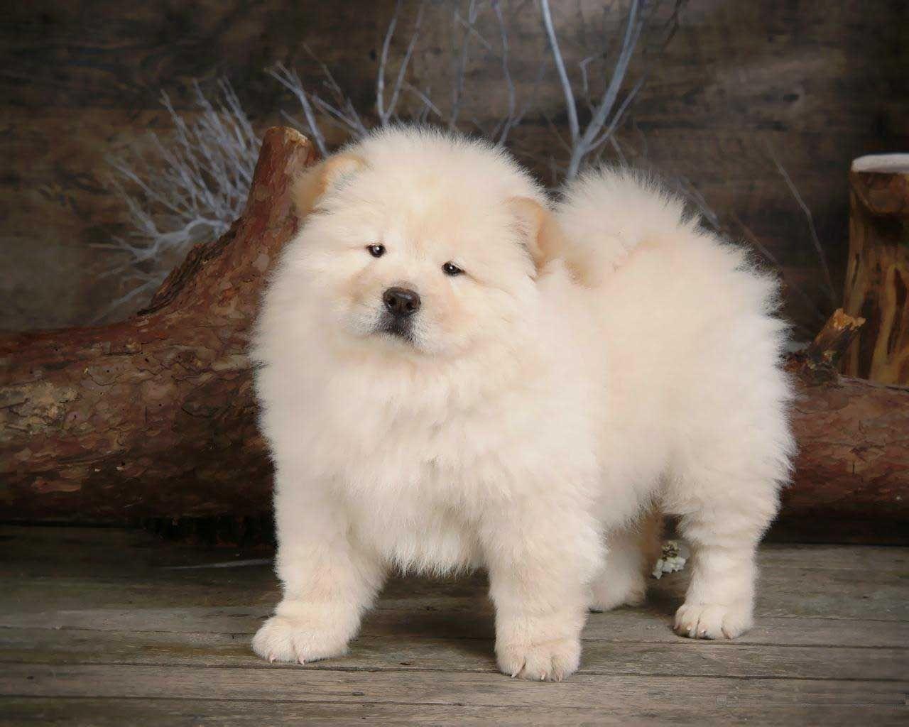 1280x1024 Animal Chow Chow Dog Screen Saver Wallpaper 1280x1024 PC