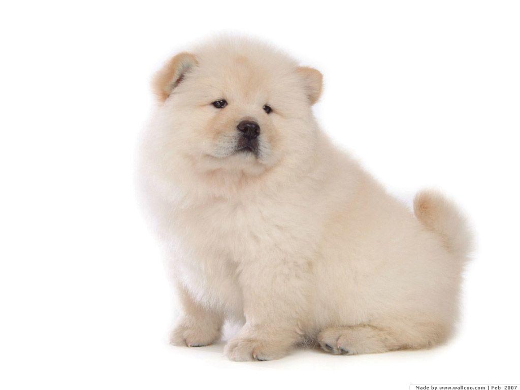 1024x768 Fluffy Chow Chow Puppies wallpaper Chow puppy Picture