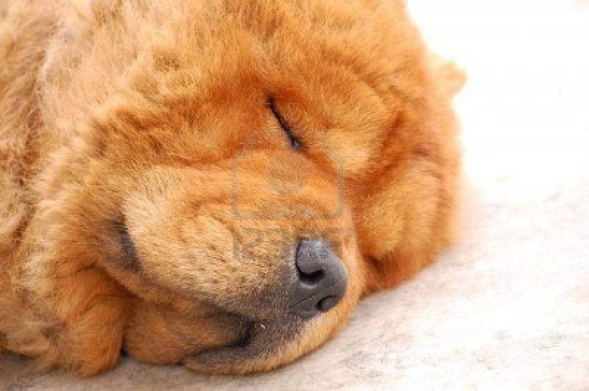 1200x798 chow chow dog SLEEPINGSweet Chow Chow Dogs Wallpaper 1519