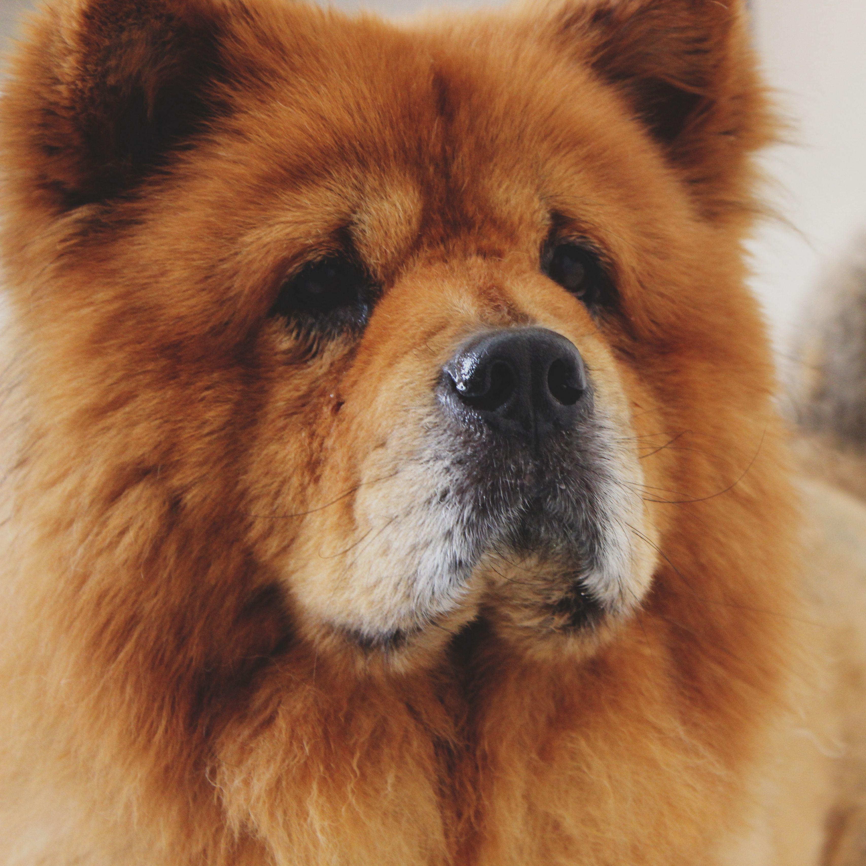 3415x3415 Download wallpaper 3415x3415 chow chow, dog, muzzle ipad pro 12.9