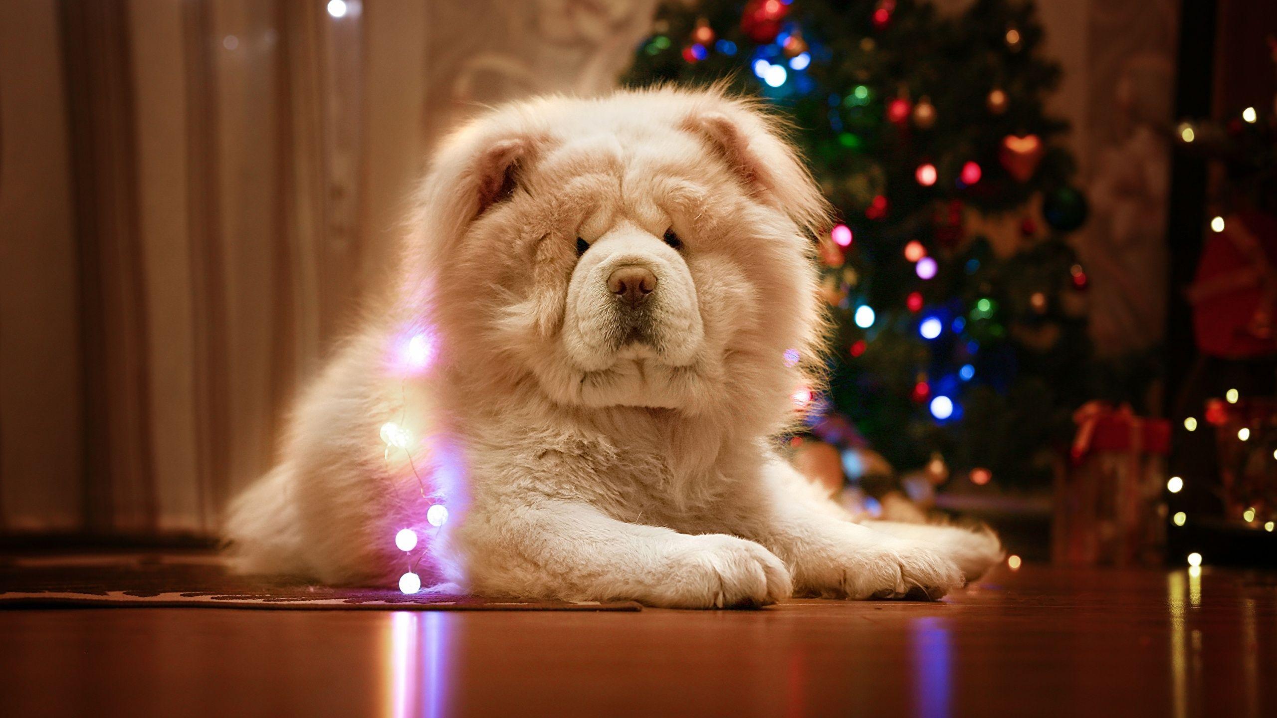2560x1440 Image Chow Chow Dogs New year White Animals 2560x1440