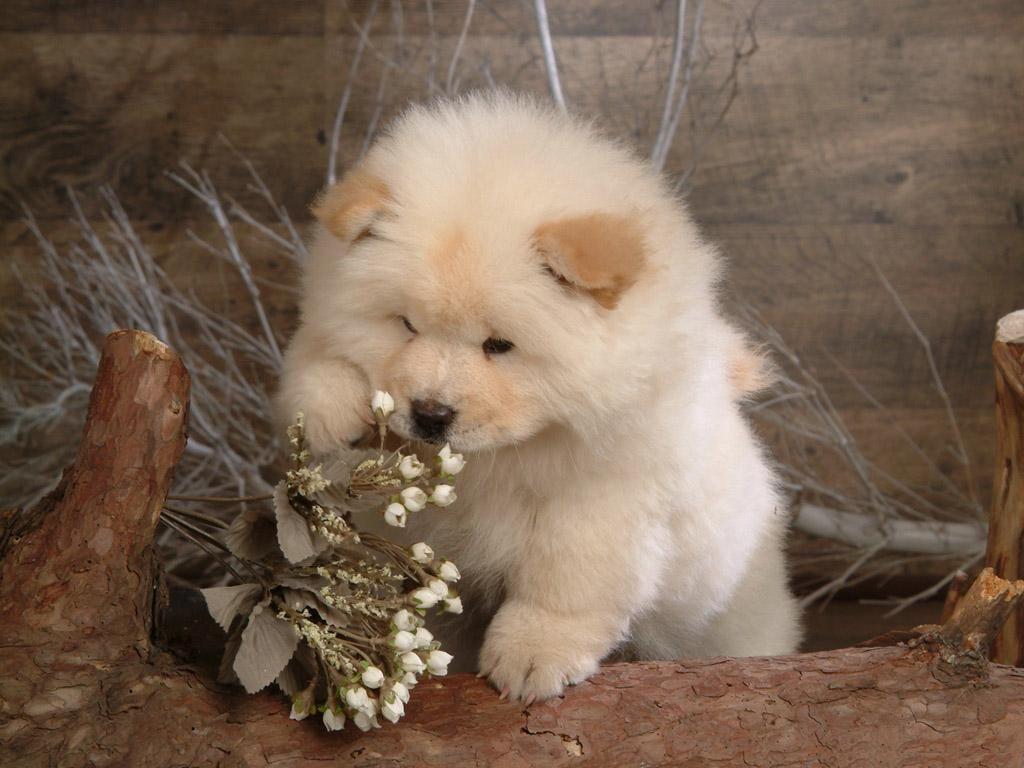 1024x768 chow chow dog HD wallpaper cool desktop widescreen background