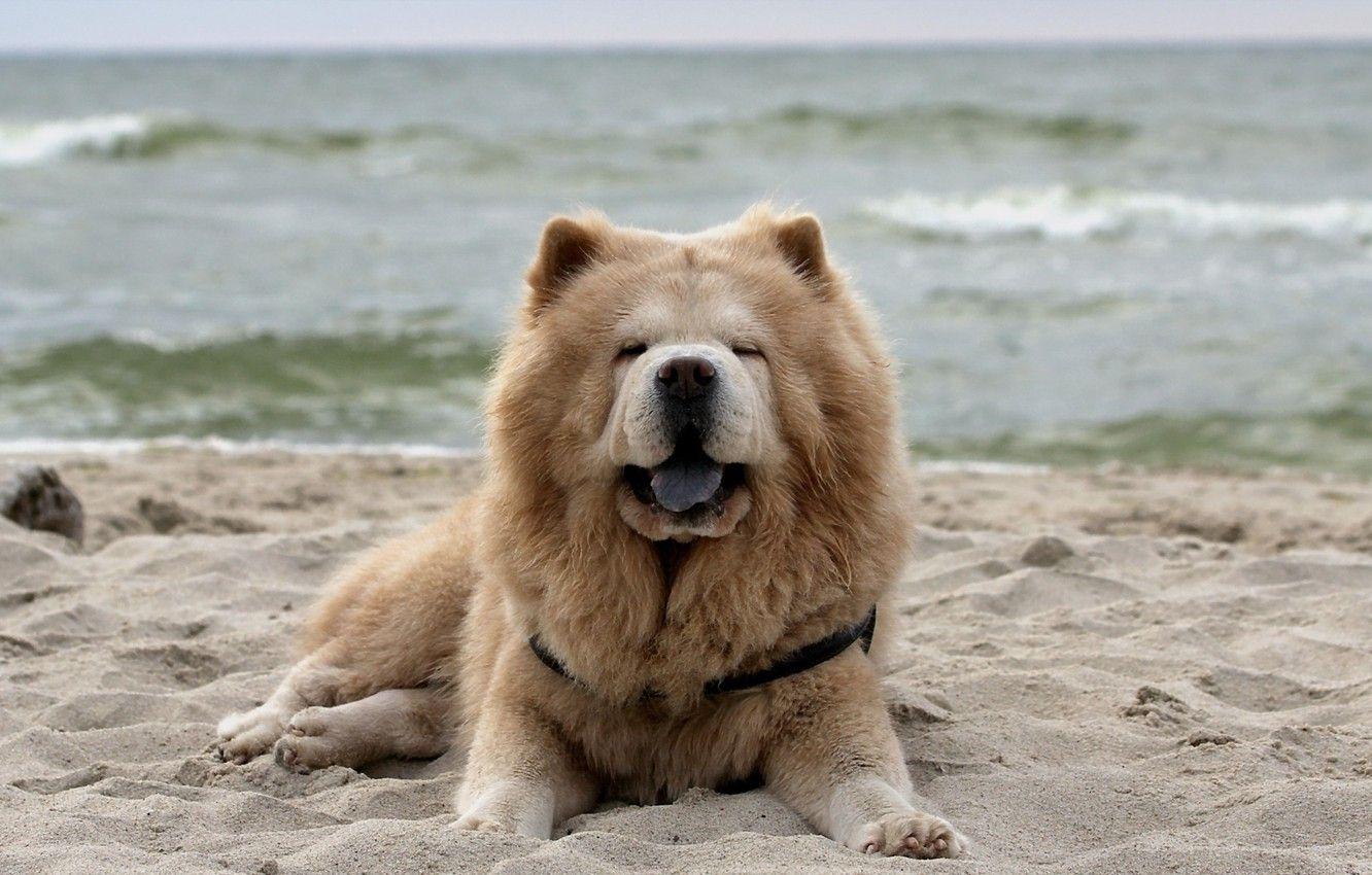 1332x850 Wallpaper look, dog, Chow Chow image for desktop, section собаки