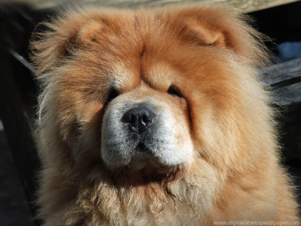 1024x768 Chowchow 1 Widescreen Wallpaper