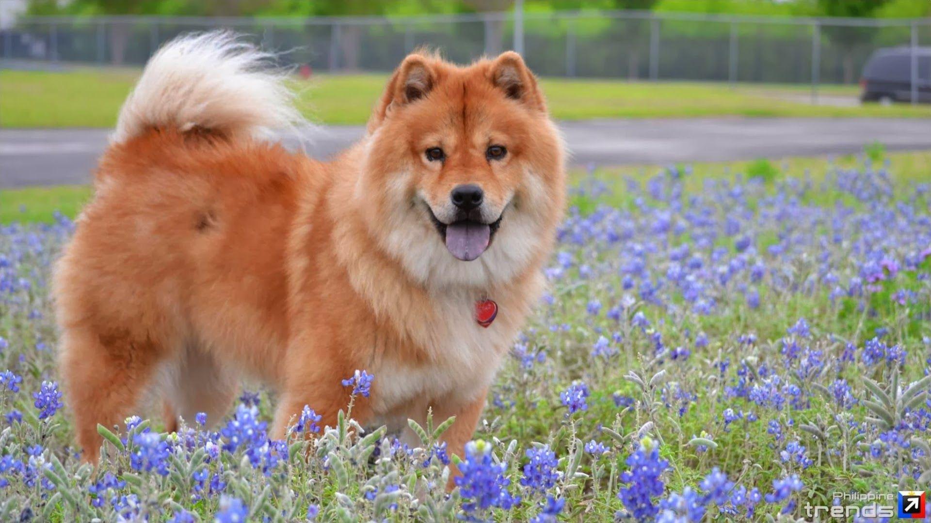 1920x1080 Free download File Chow Chow Wallpaper XHX4DW6jpg 4USkY