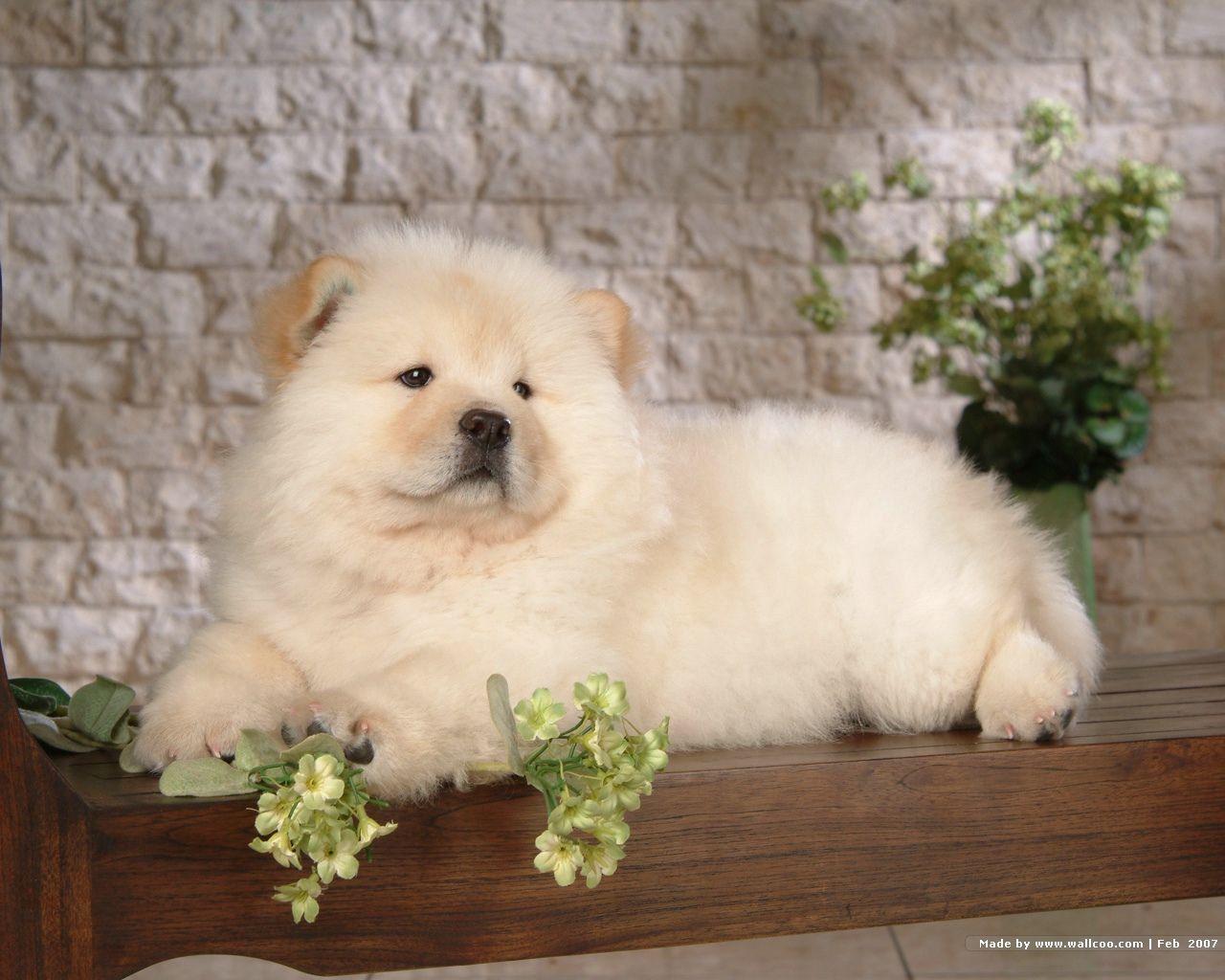 1280x1024 Likable chow wallpaper Wallpaper Wallpaper 3082