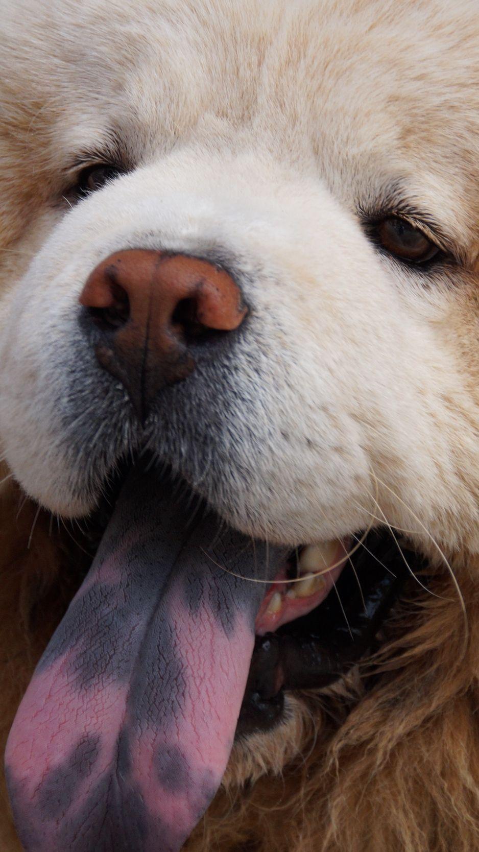 938x1668 Chow chow dog, muzzle, fluffy wallpaper, background