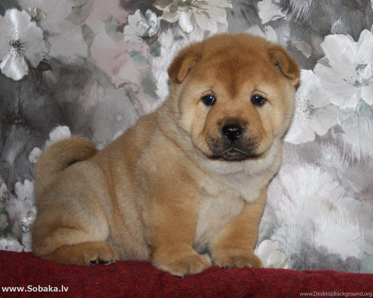 1280x1024 Little Chow Chow Wallpaper And Image Wallpaper, Picture