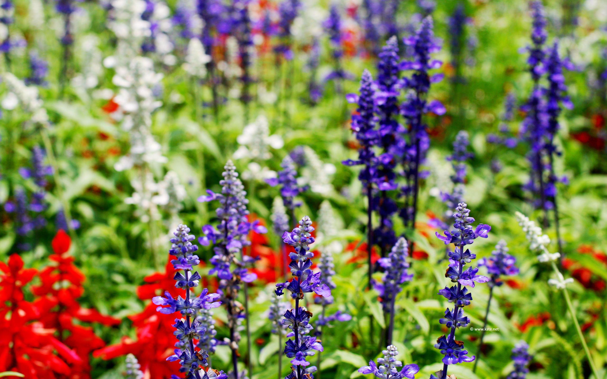 2560x1600 Flower Wallpaper, Flower Background on