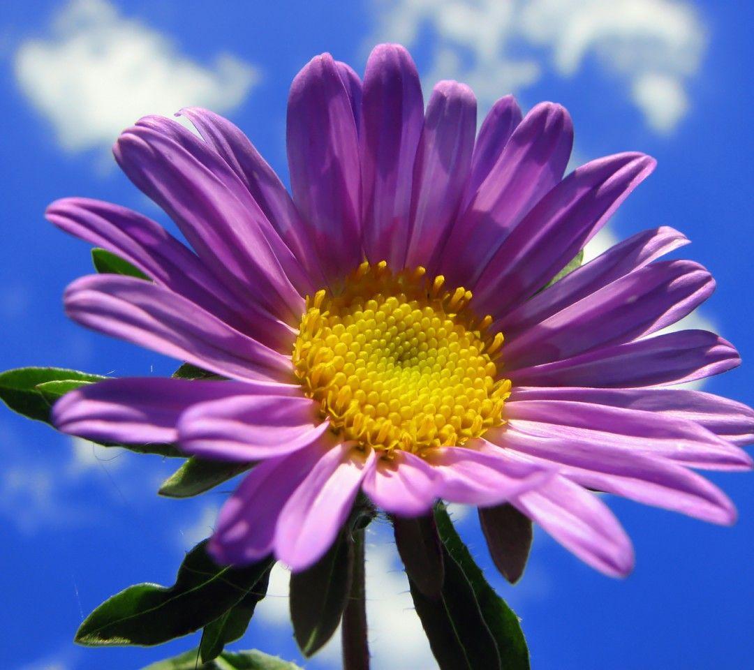 1080x960 Free download flower 1080x960 wallpaper wallpaper1080X960 wallpaper screensaver [1080x960] for your Desktop, Mobile & Tablet. Explore Flower Wallpaper. Flower Wallpaper For Computer, Spring Flowers Wallpaper, Flowers