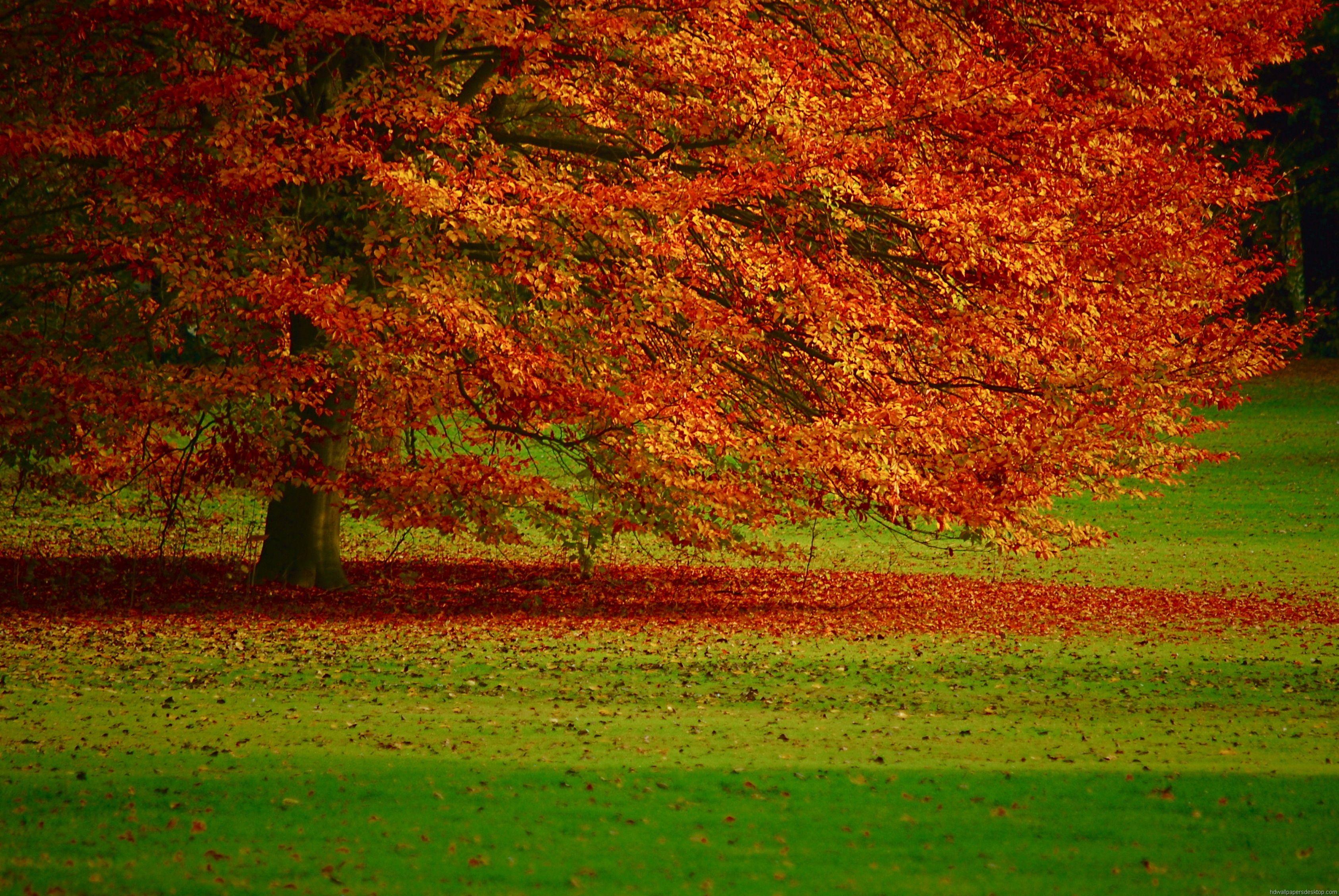 3370x2255 Nature Screen Background. Beautiful