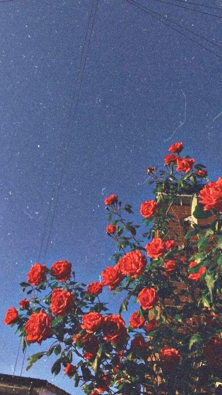 720x1280 Aesthetic Vintage Rose Wallpaper