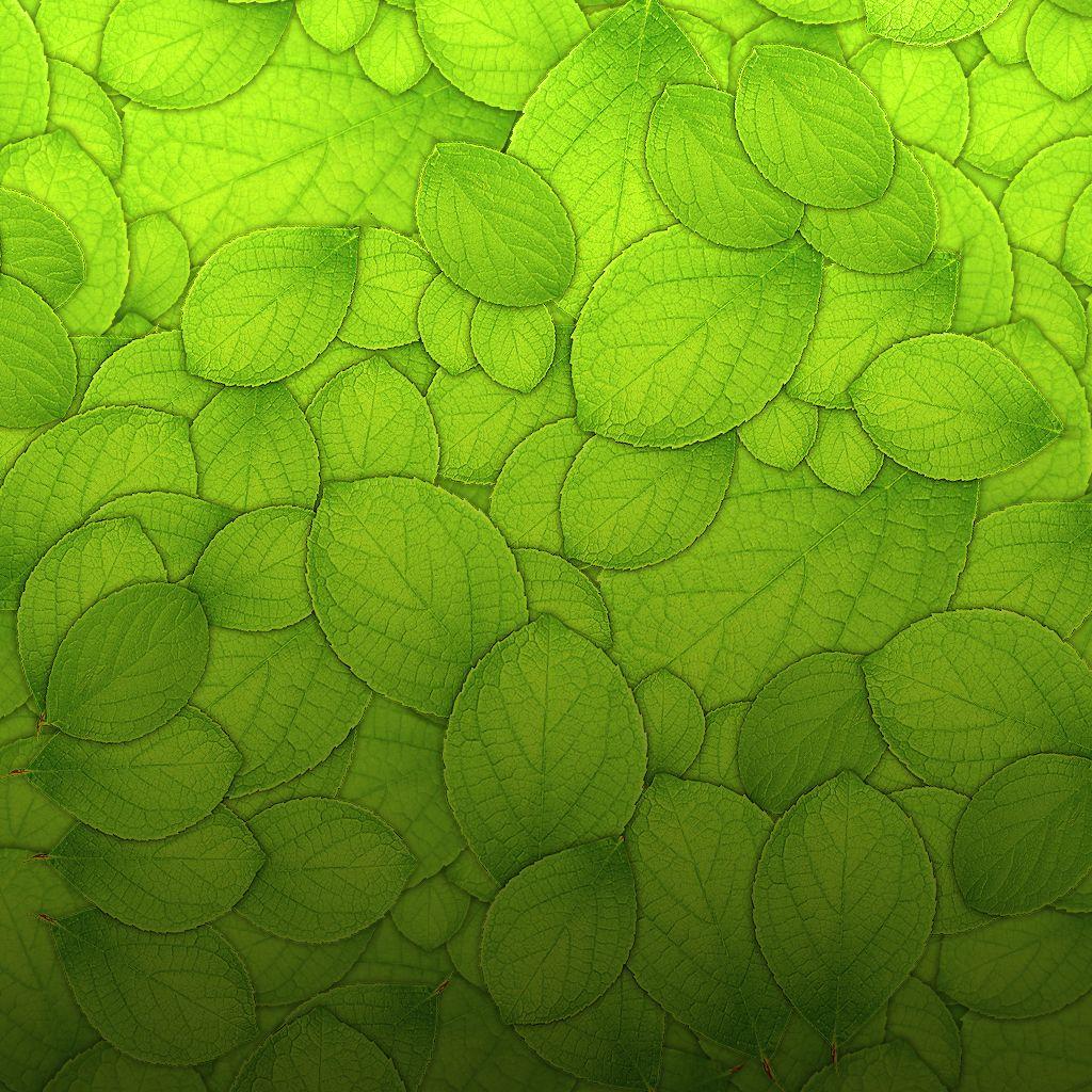 1024x1024 Leaves Background. Fall Leaves Wallpaper