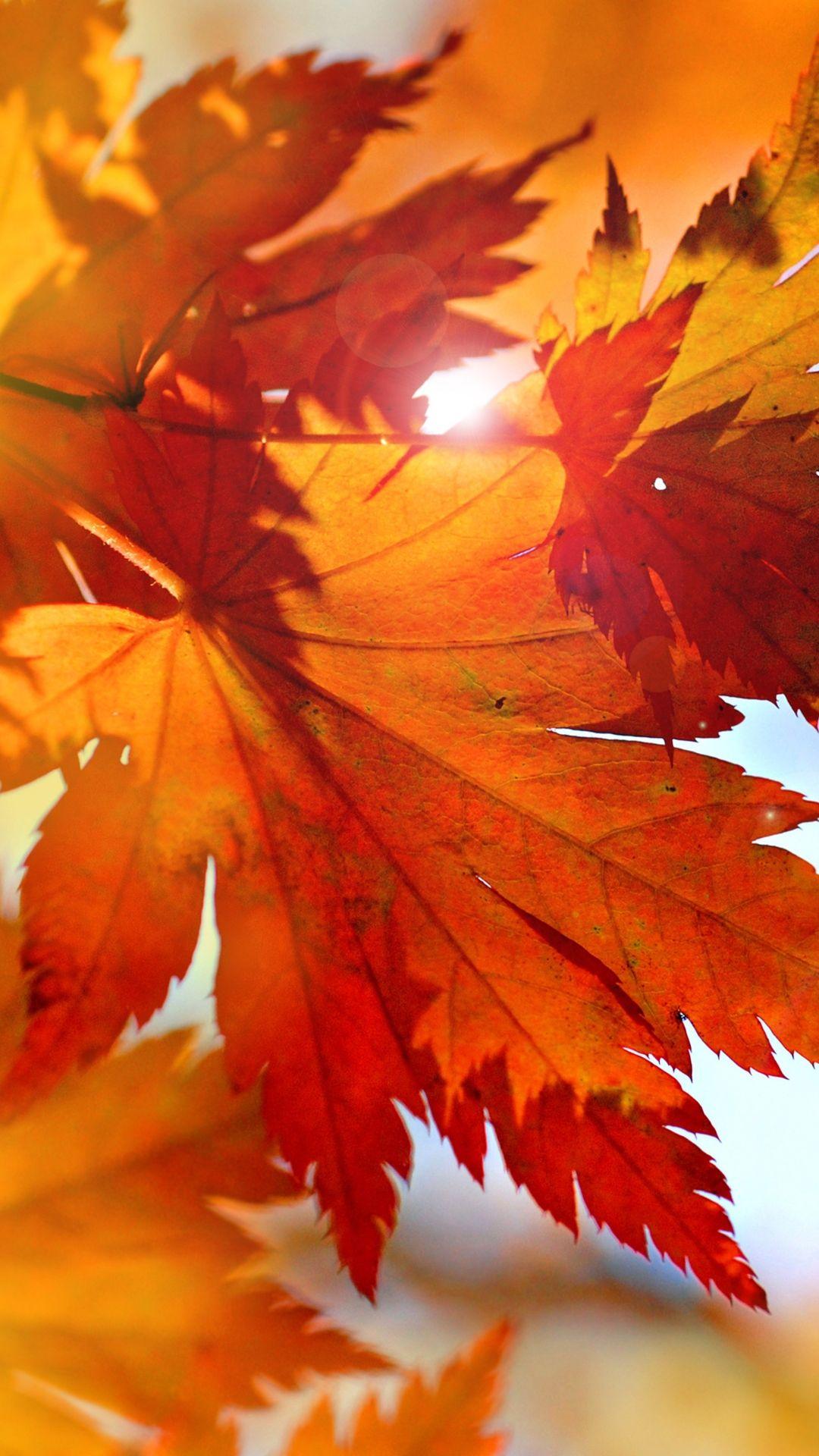 1080x1920 Leaves Fall Hình nền HD Kecbio