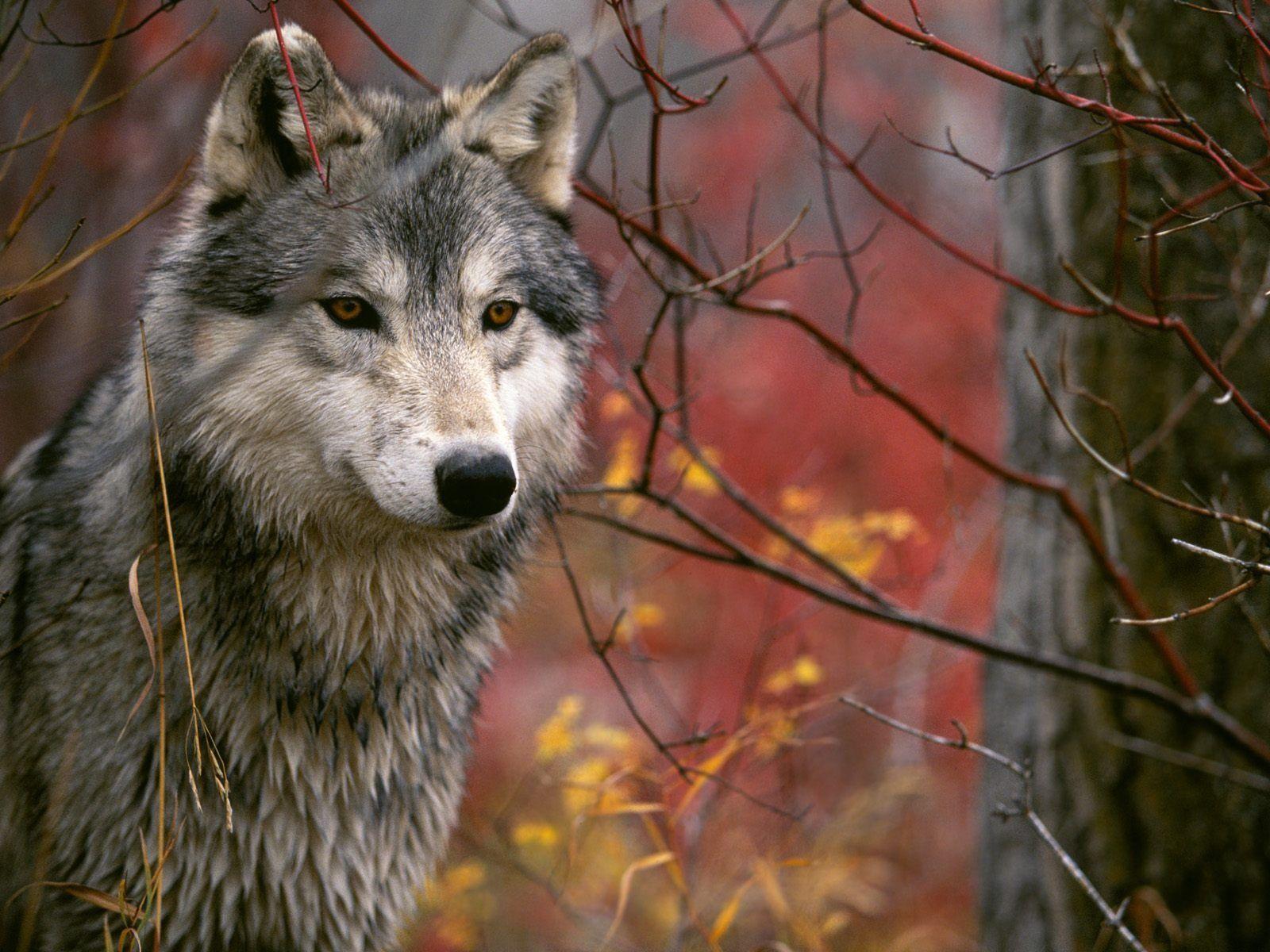 1600x1200 The Lookout Gray Wolf Wallpaper Wolves Animals Wallpaper in jpg