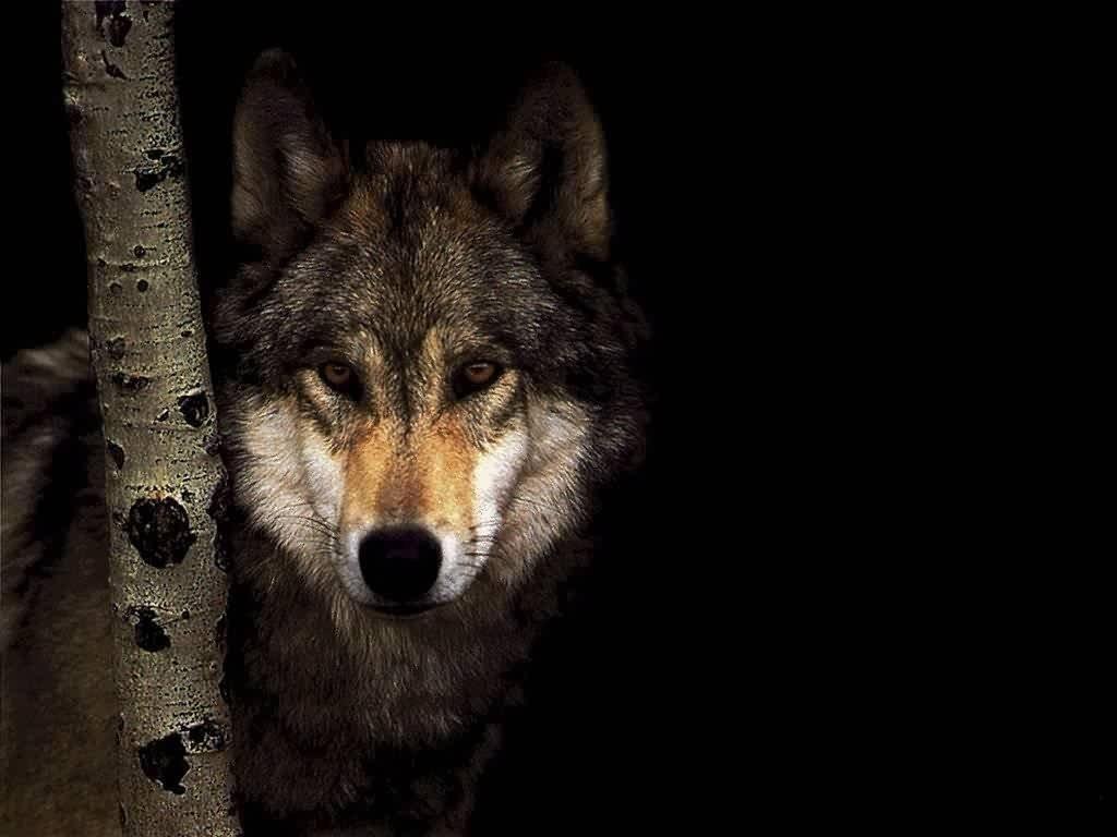1024x768 Cool Gray wolf Wallpaper 02. hdwallpaper- Animals wild, Wolf