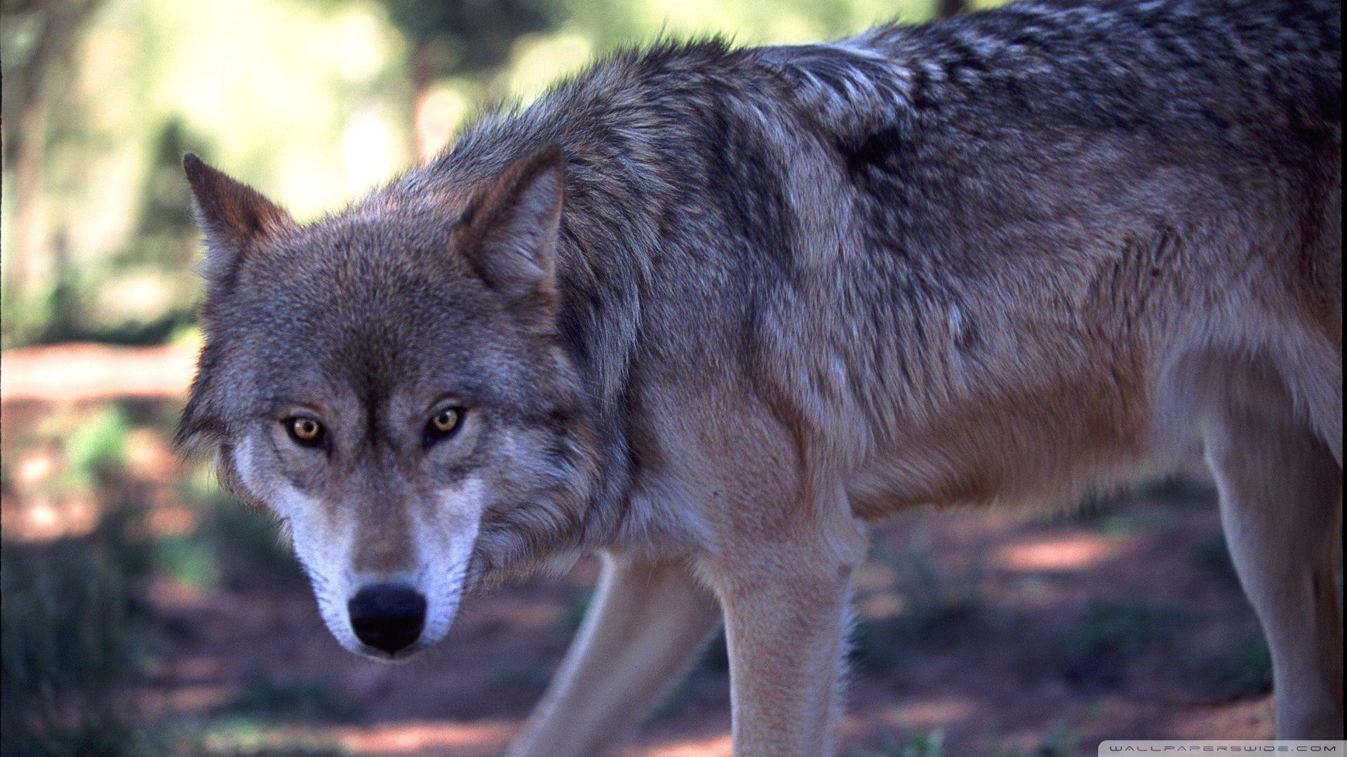 1920x1080 Gray Wolf Wallpaper. Wolf wallpaper, Grey wolf