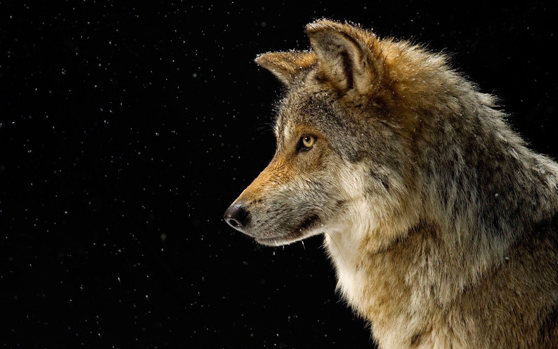 1920x1200 Mexican Gray Wolf (1920x1200) Photo