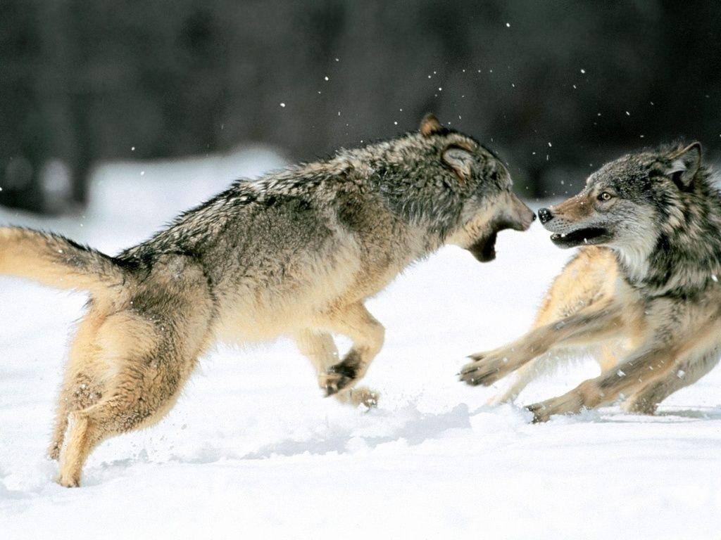 1024x768 grey wolves action shot. Wolf photo, Grey wolf, Wolf dog