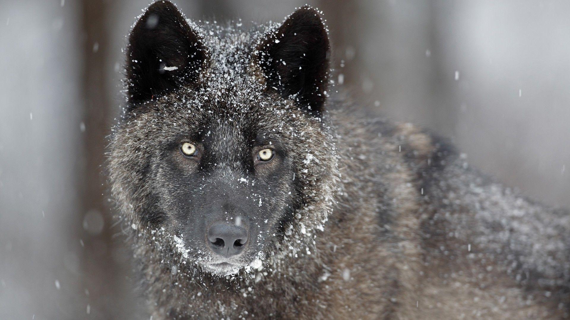 1920x1080 Free download Pics Photo Grey Wolf Wallpaper [1920x1080]