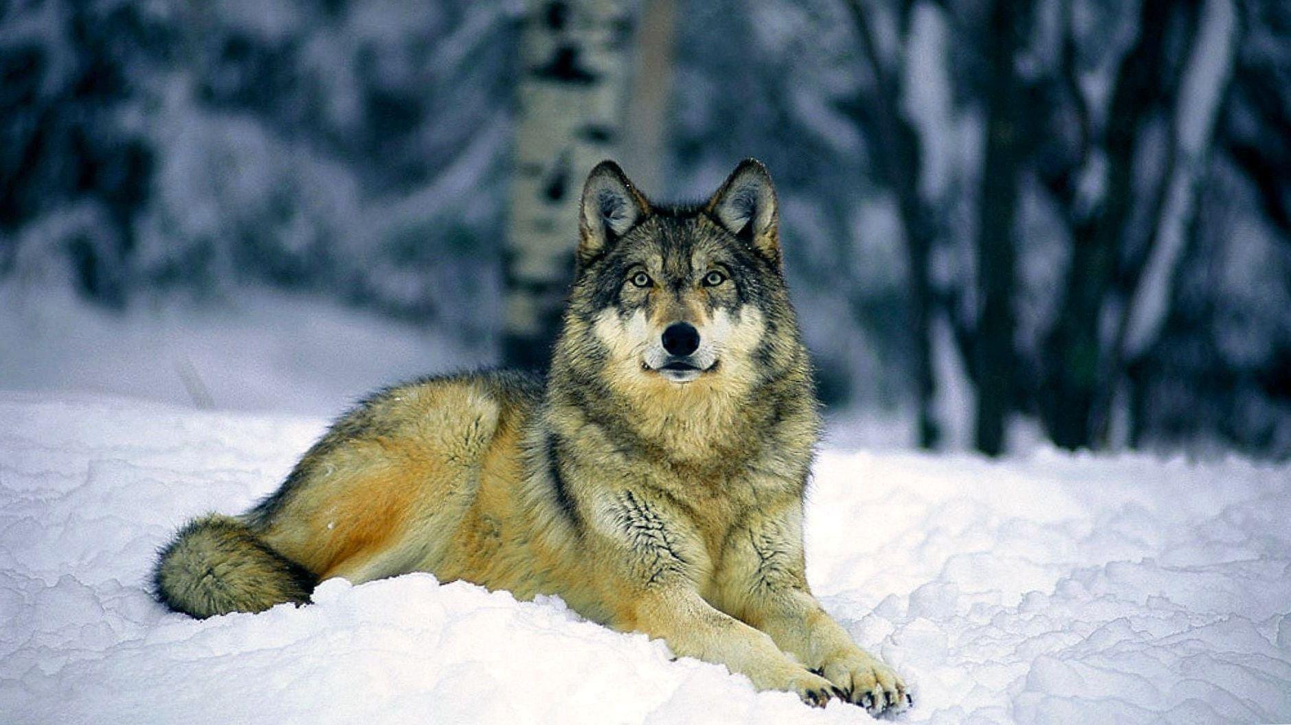 1879x1056 1080p Wallpaper For PC Wolf. Grey wolf, Animals wild, Wolf