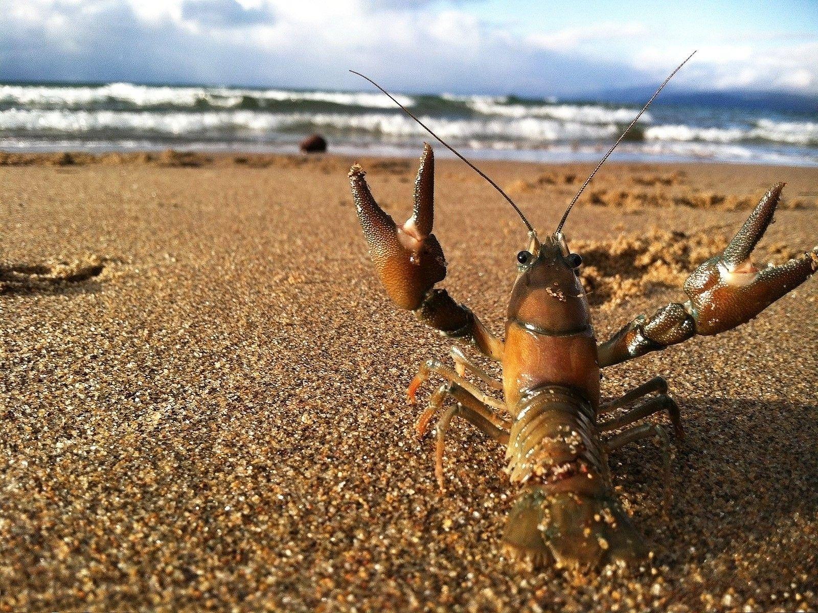 1600x1200 Download Wallpaper, Download ocean sand waves shrimp 1600x1200