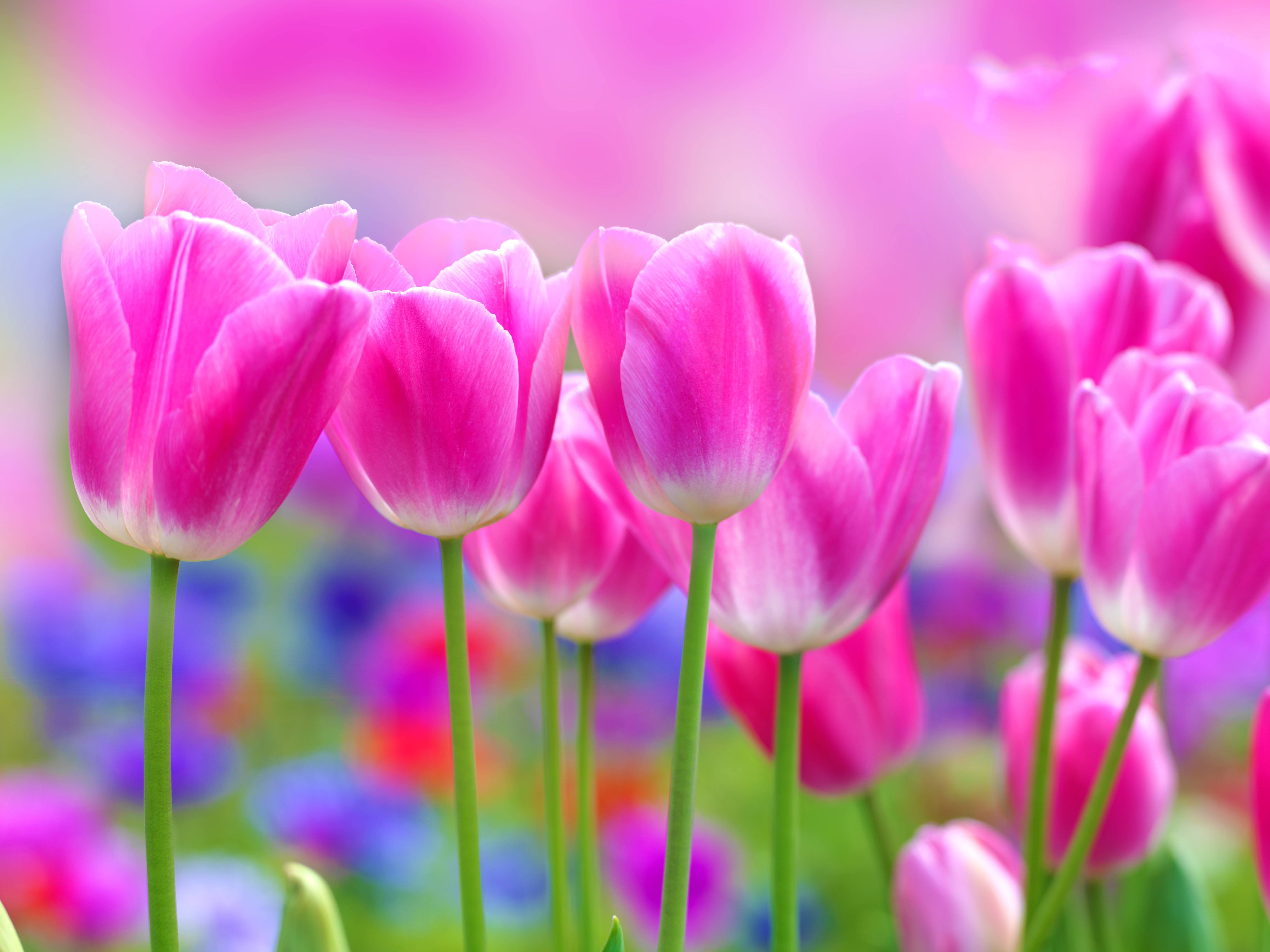 5304x3978 Free download Full HD Flowers Wallpaper [5304x3978]