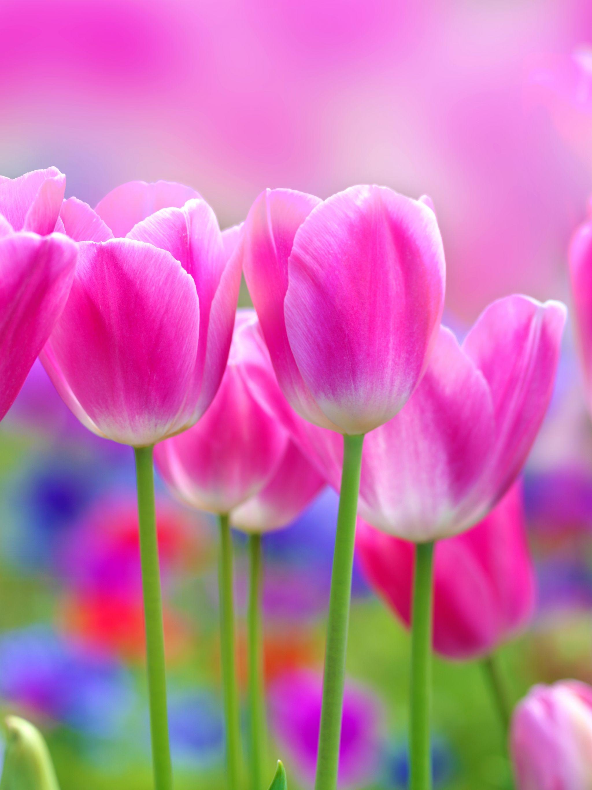 2048x2732 Free download FLOWERS WALLPAPERS FULL HD FREE Wallpaper