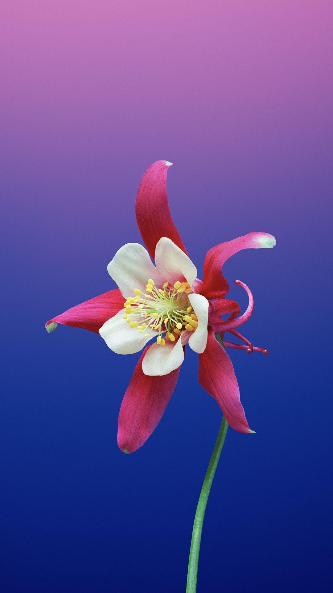 1080x1920 Wallpaper iPhone X wallpaper, iPhone flower, iOS retina, 4k