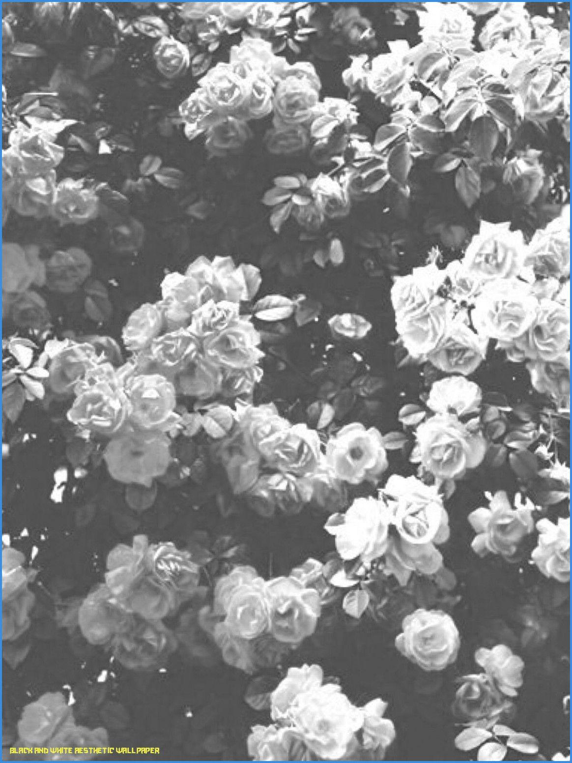 1164x1552 Black and White Aesthetic Flower Wallpaper