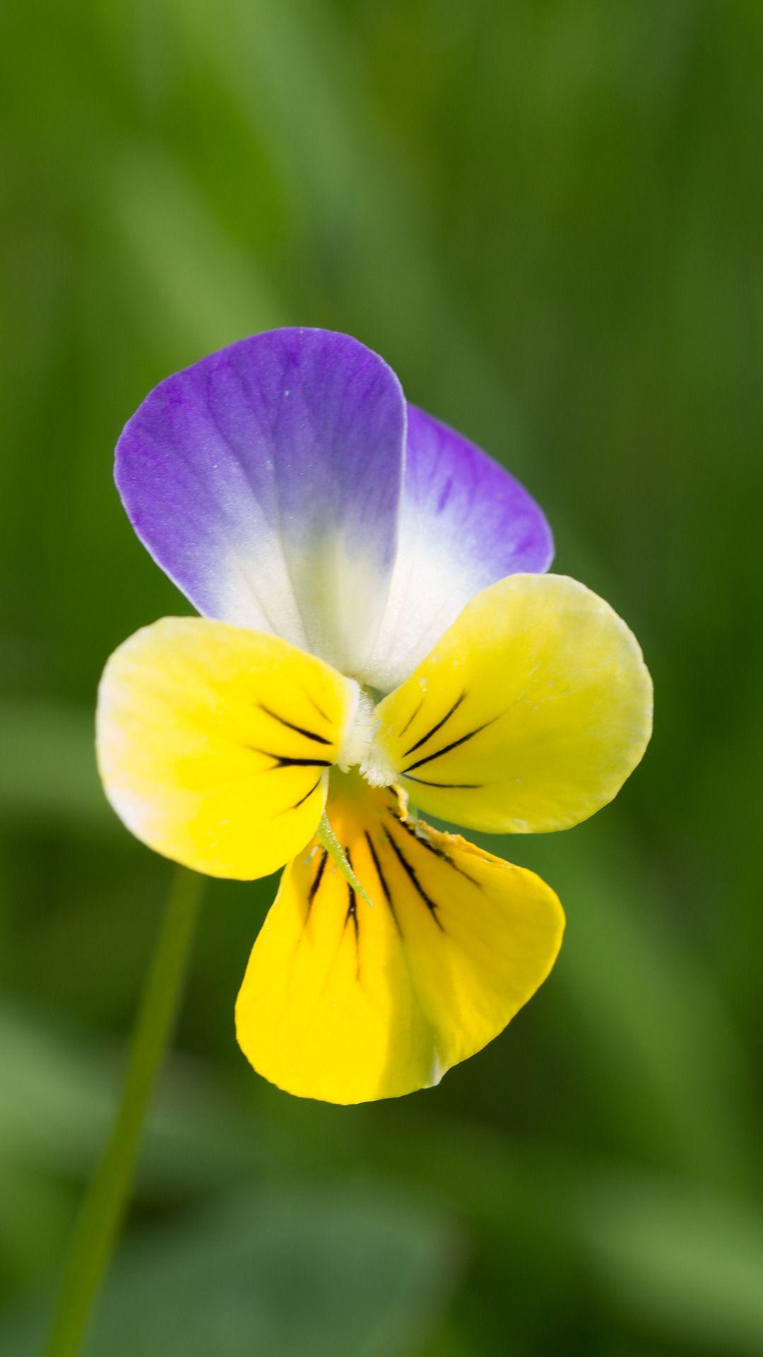 1080x1920 flower wallpaper HD for android phones full HD flower wallpaper