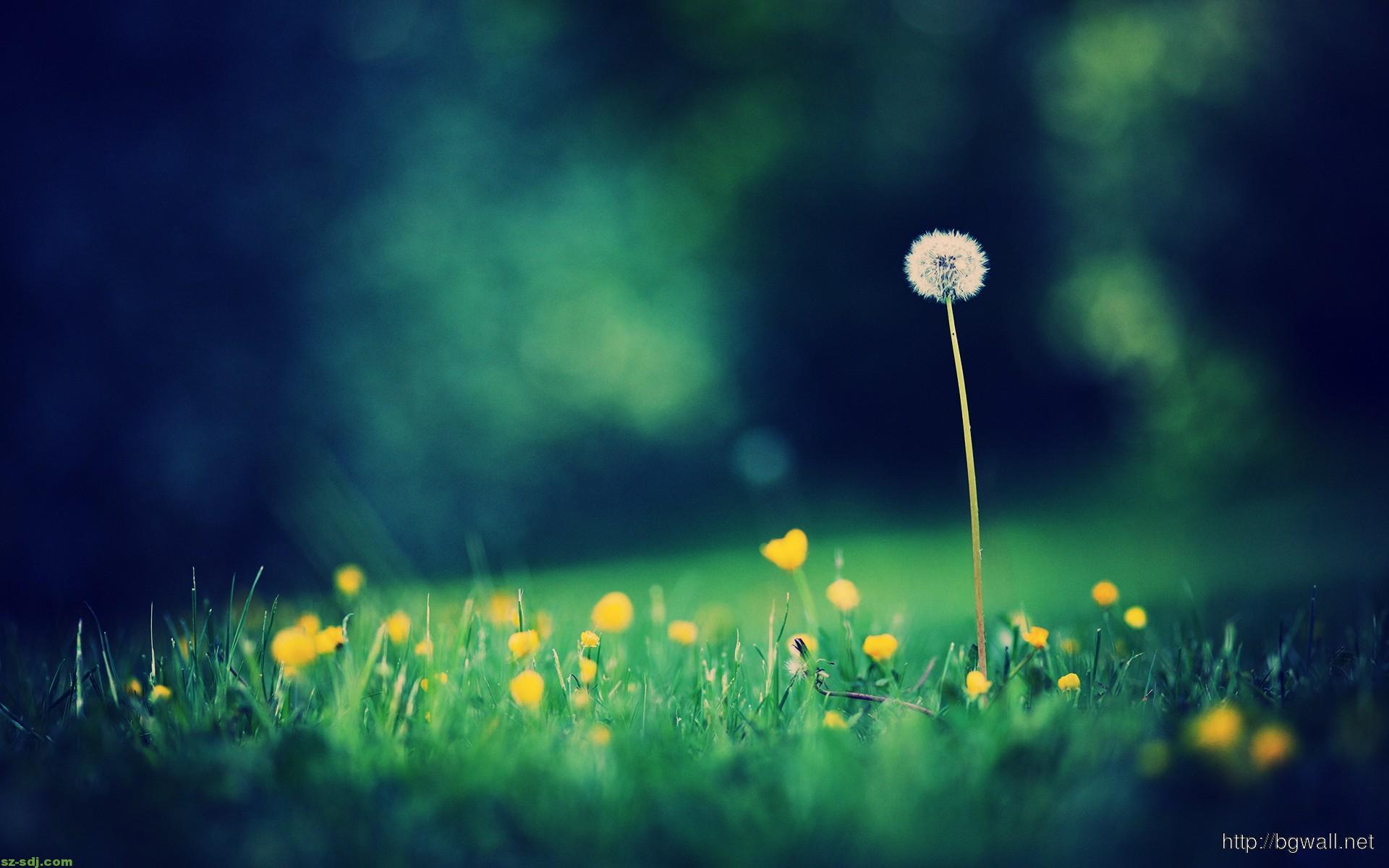 1920x1200 Dandelion Flower Wallpaper Full HD