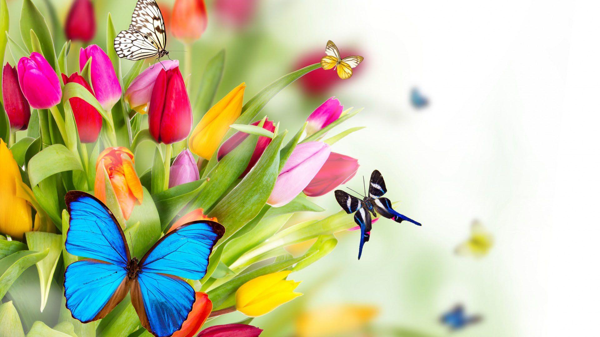 1920x1080 flowers image full HD wallpaper لم يسبق له مثيل الصور + tier3.xyz