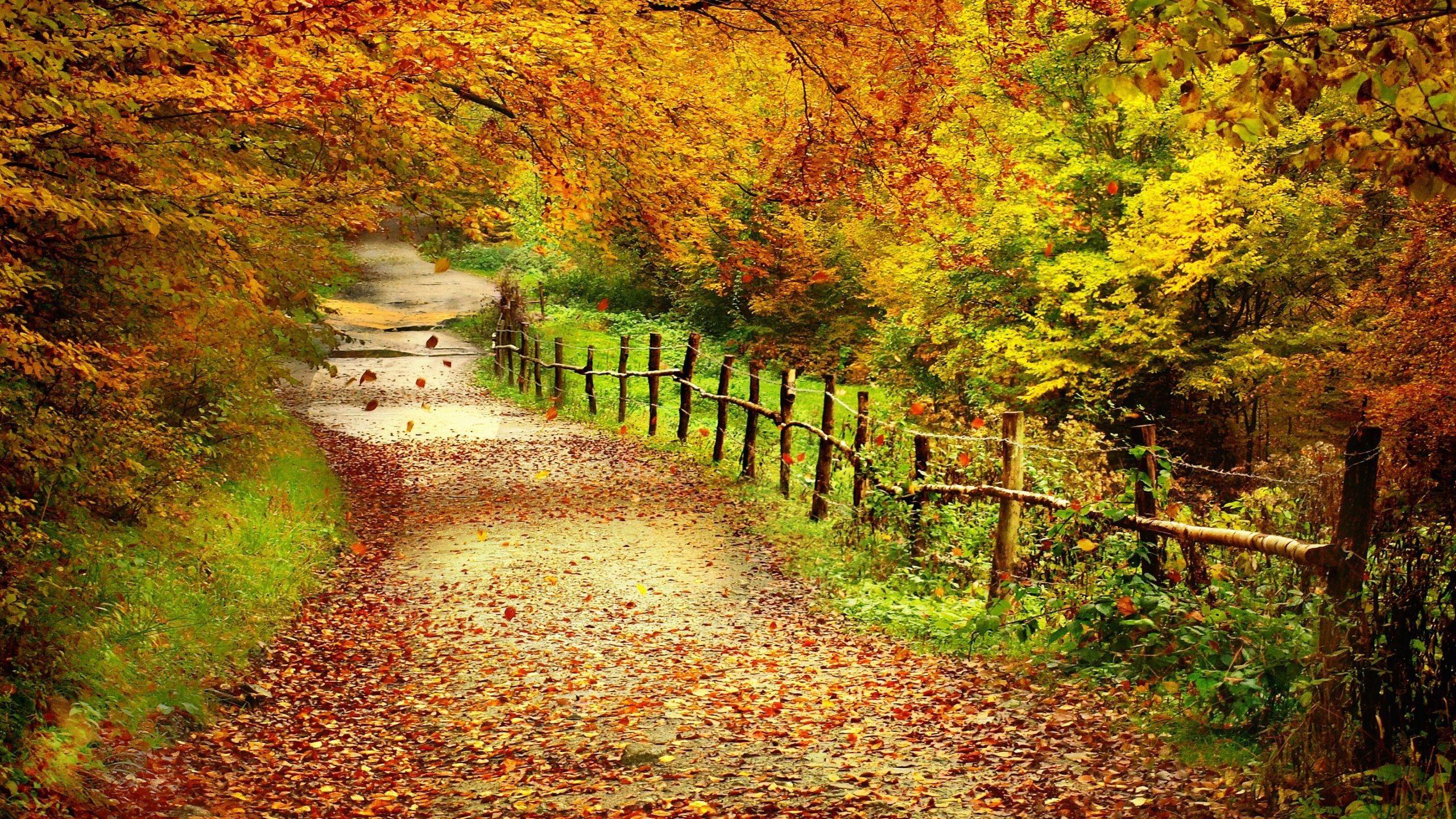 2560x1440 Free download Autumn Love Wallpaper Landscape Backgroundjpg