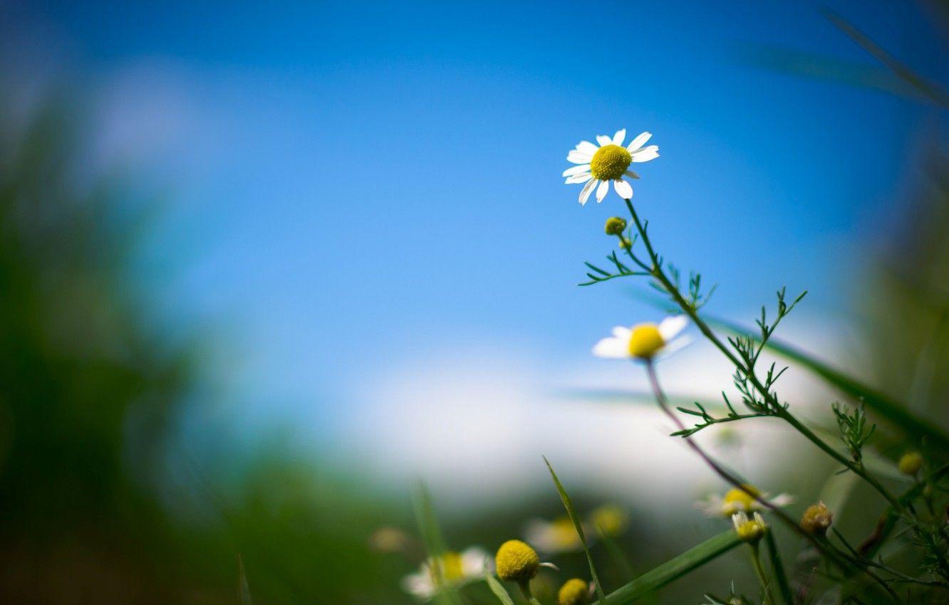 1332x850 Wallpaper flower, leaves, flowers, background, widescreen