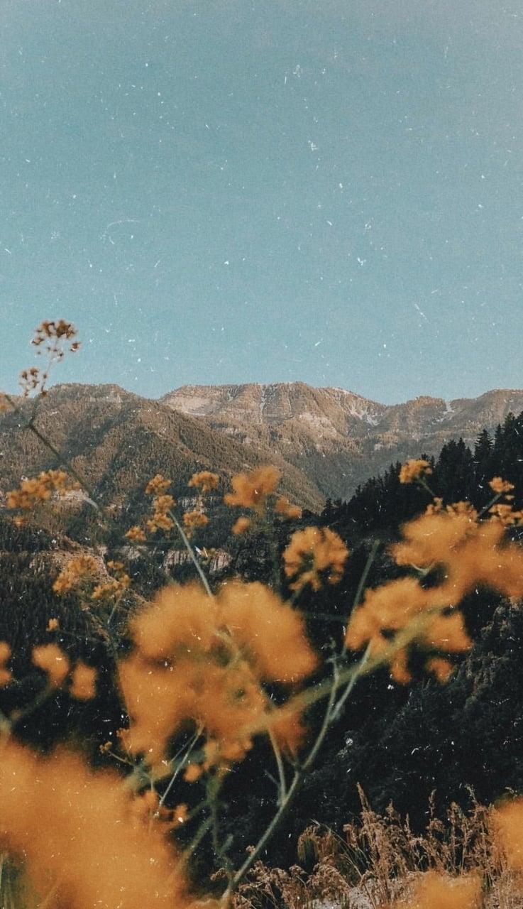 737x1280 Yellow Aesthetic Flowers Wallpaper